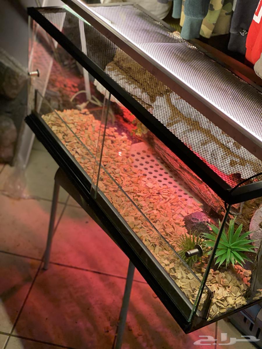 Reptile Tank63708308595969113