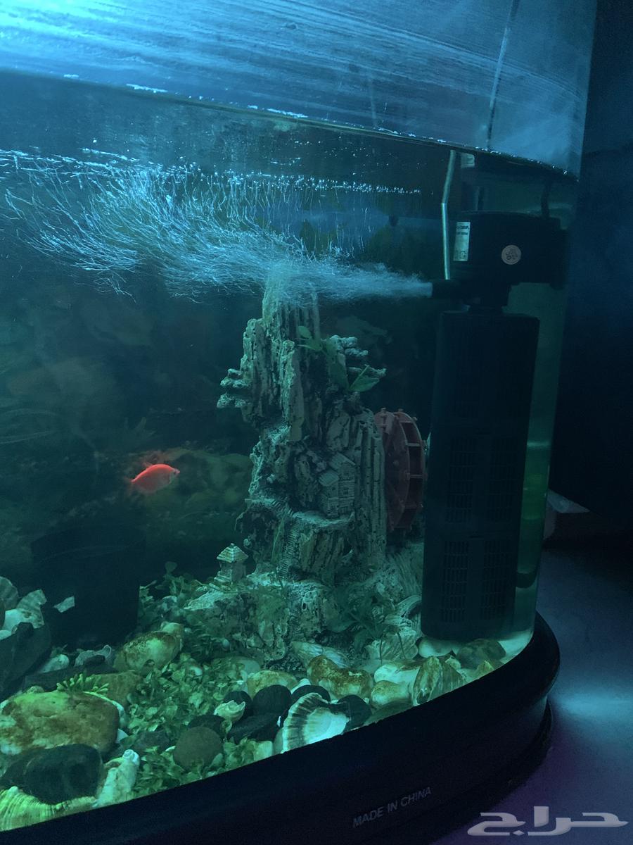 Fish tank with three fish for sale, including heater and oxygen filter63713575499649112