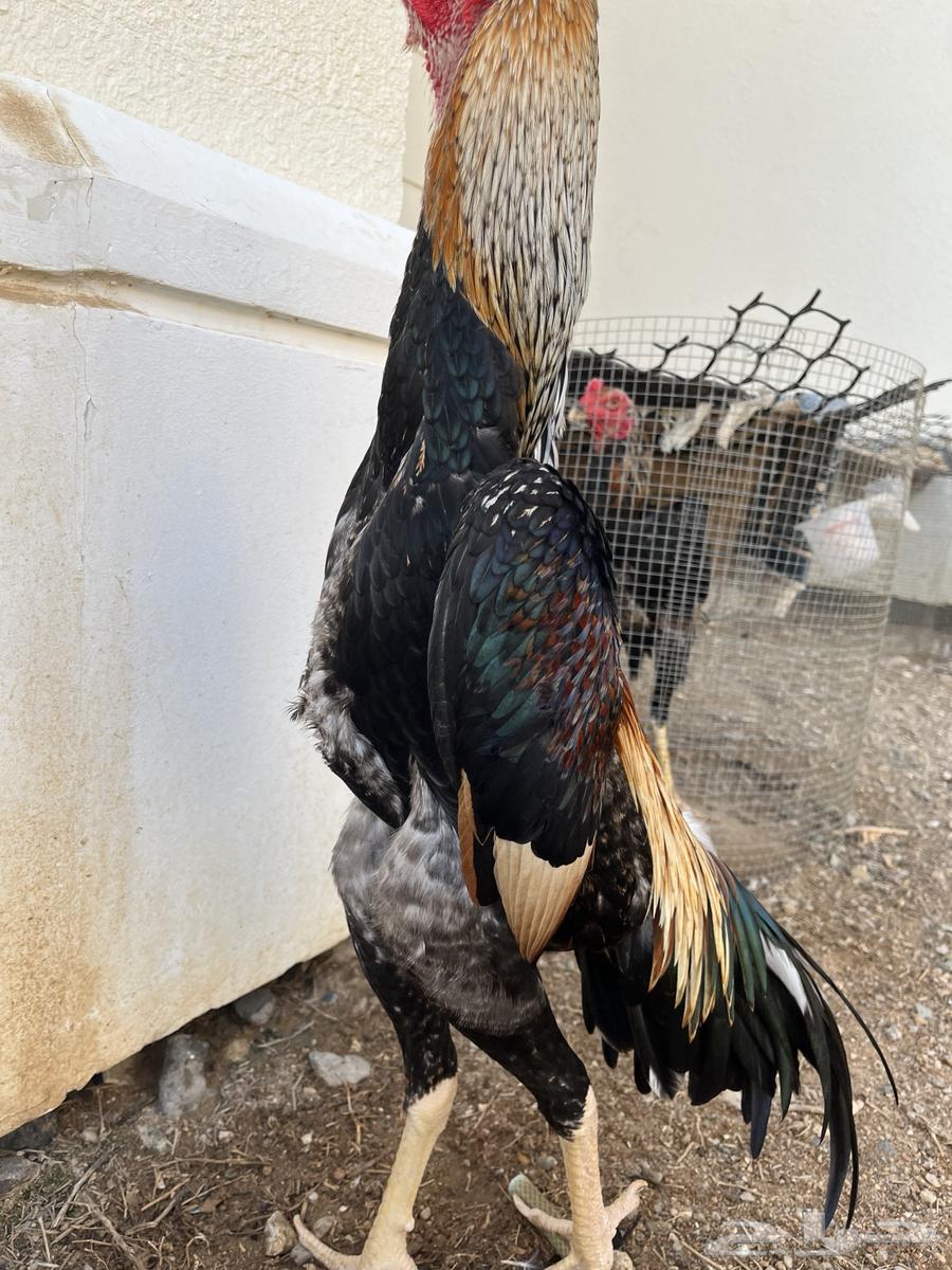 Japanese Shamo Rooster (Sold)63667807488897112