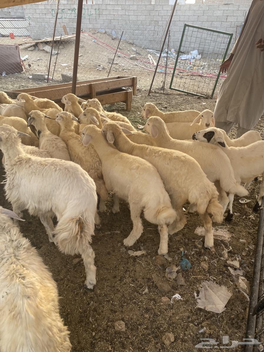 39 بهم تربيه حري63708127754114112