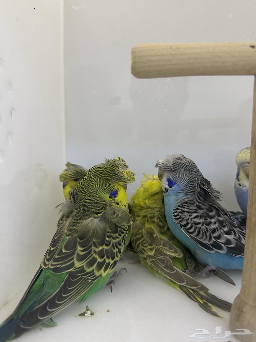 Hougo Birds and Split Hougo63716749804163113