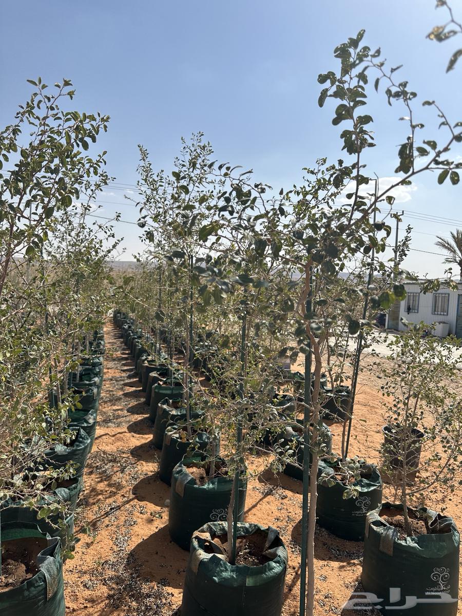 Sidr and Talh Trees63714615662722110