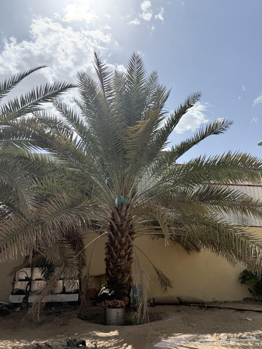 نخل للبيع بياض و برحي و خلاص63709103868033113
