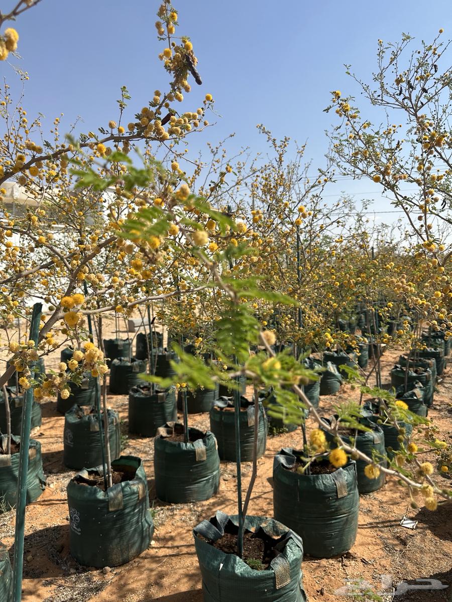 Sidr and Talh Trees63714615662722113
