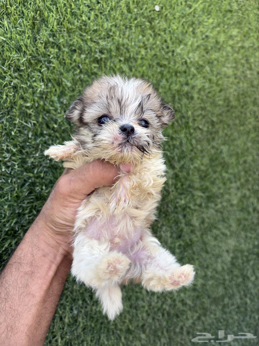 Shih Tzu puppies for sale63715192966018111
