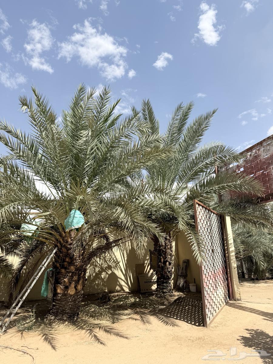 نخل للبيع بياض و برحي و خلاص63709103868033114