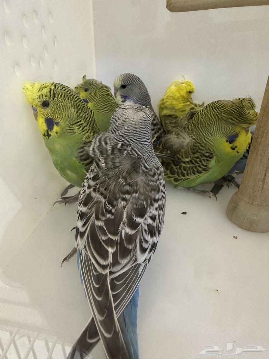 Hougo Birds and Split Hougo63716749804163112