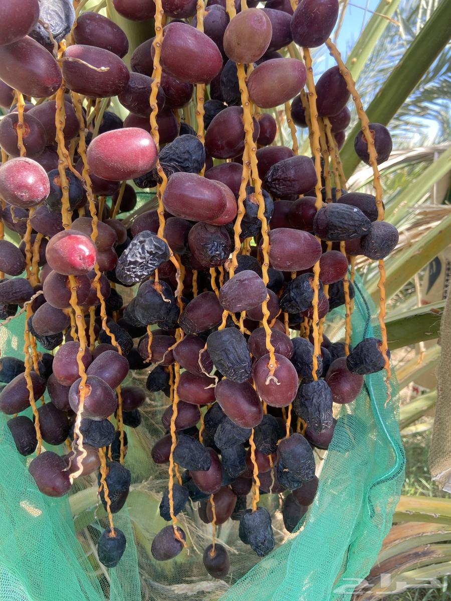 Ajwa Dates63714908607491111