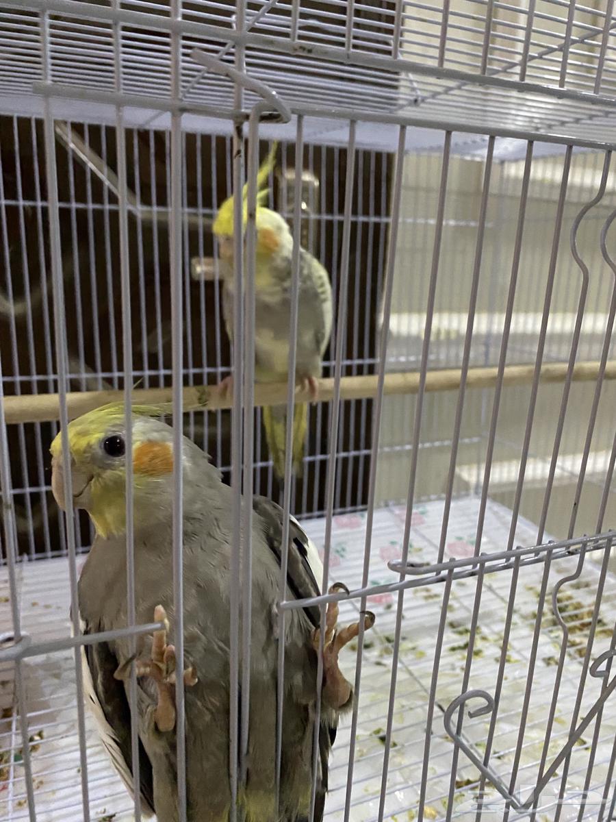 A pair of canaries, a pair of finches, and a pair of zebra finches, all healthy and singing well63708304753794110