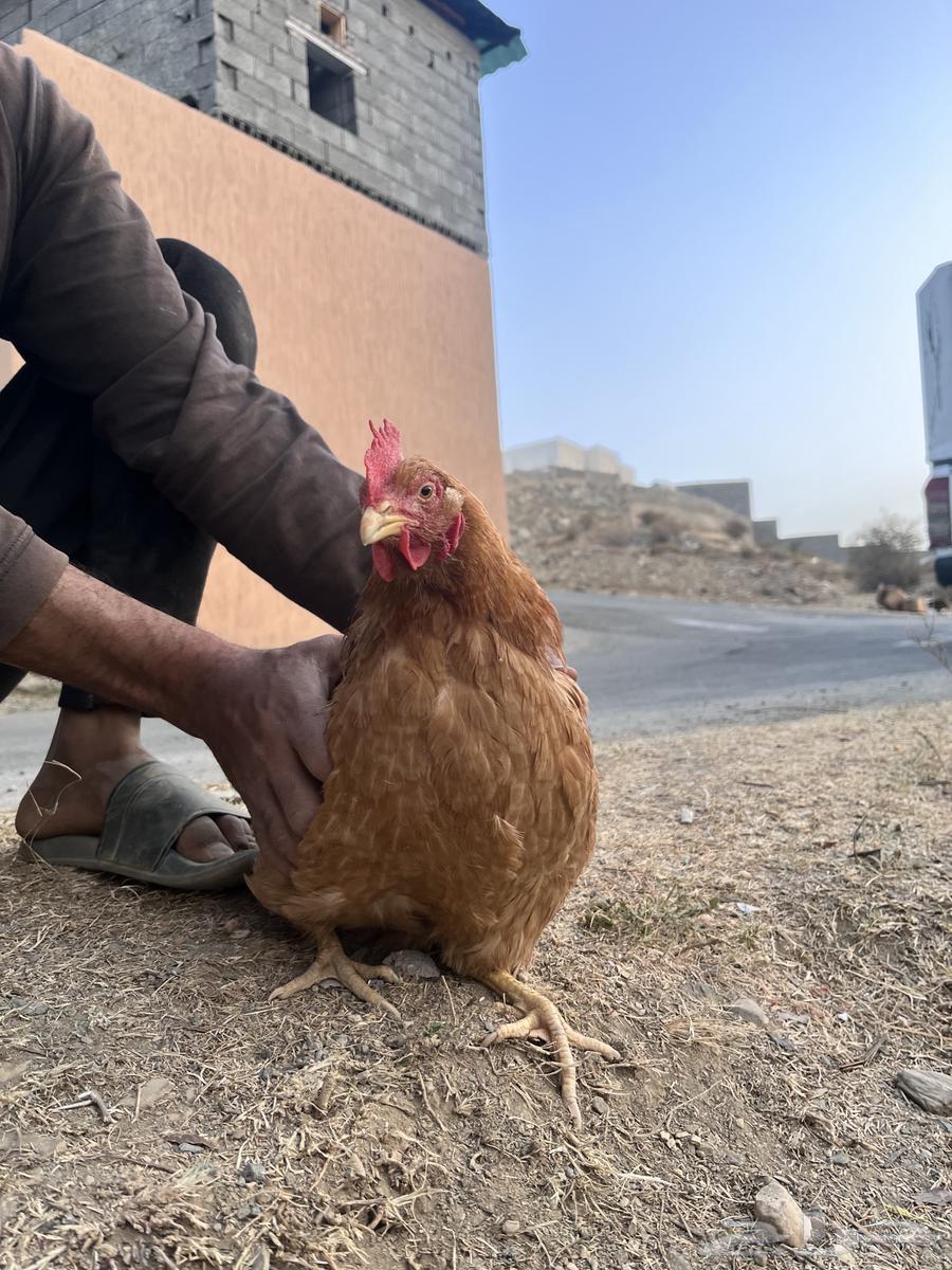 دجاج بياض للبيع تم البيع الله يبارك للمشتري63714248402435112