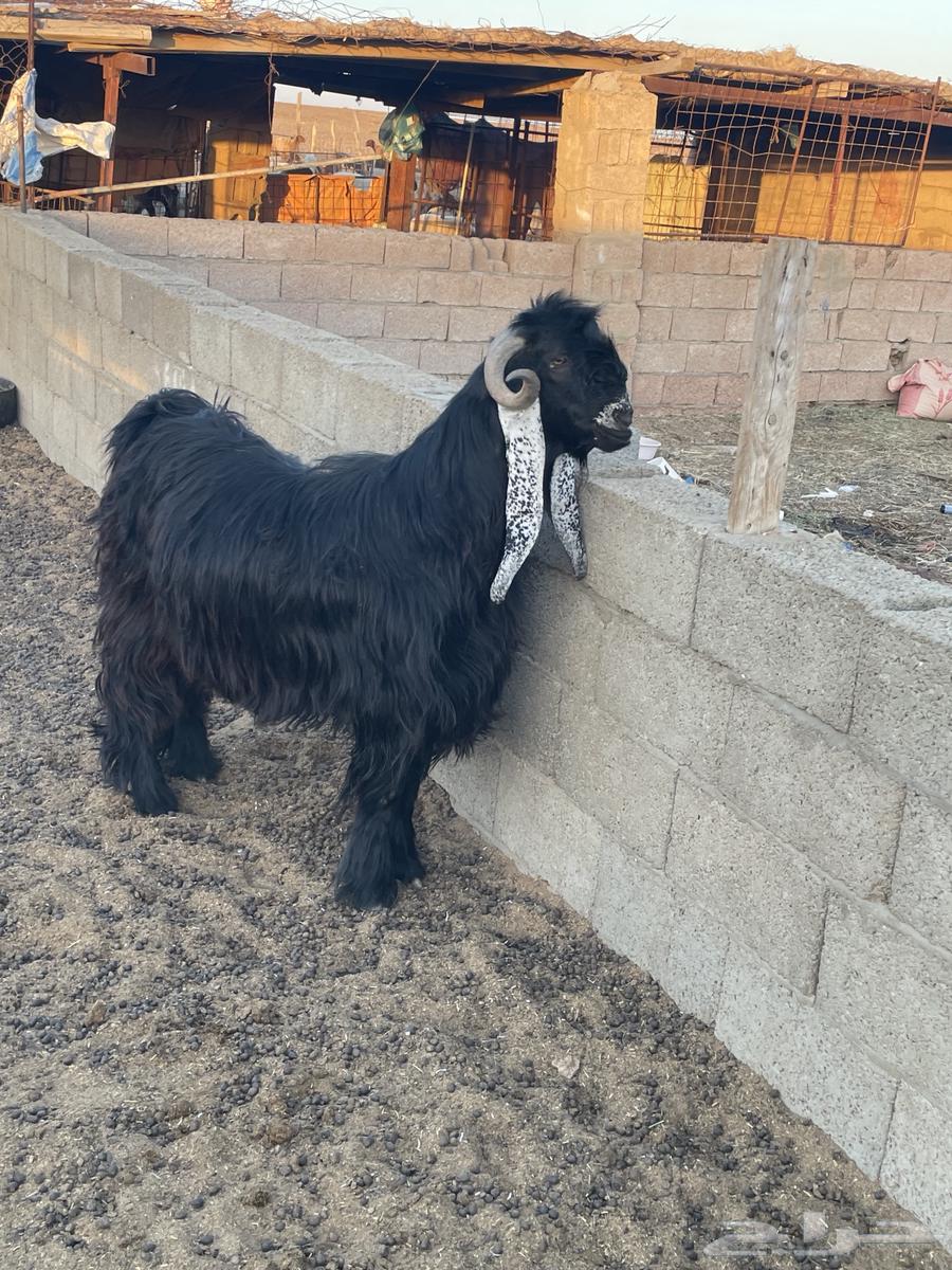 Luxury temporary goat, buyer's condition


Seeking on the buyer63714709554818113