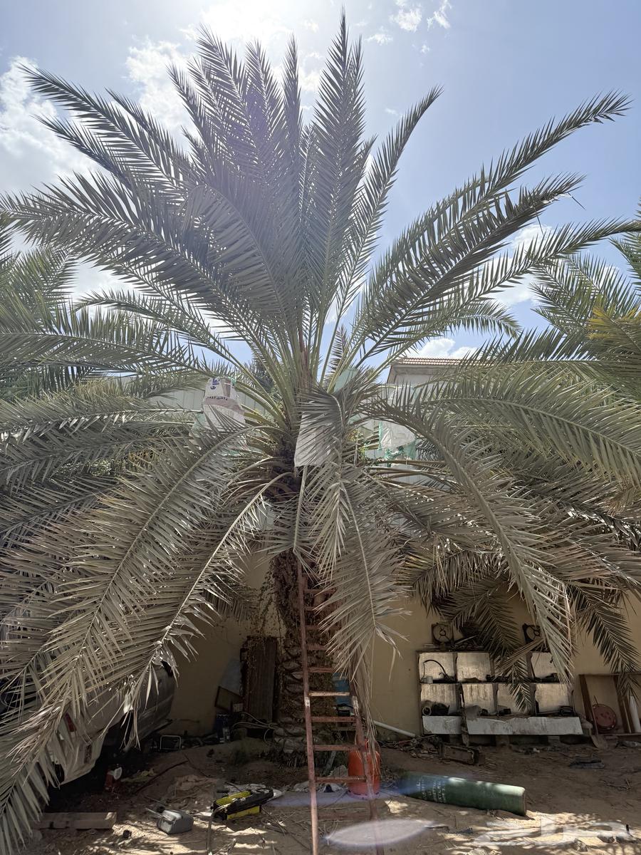 نخل للبيع بياض و برحي و خلاص63709103868033112