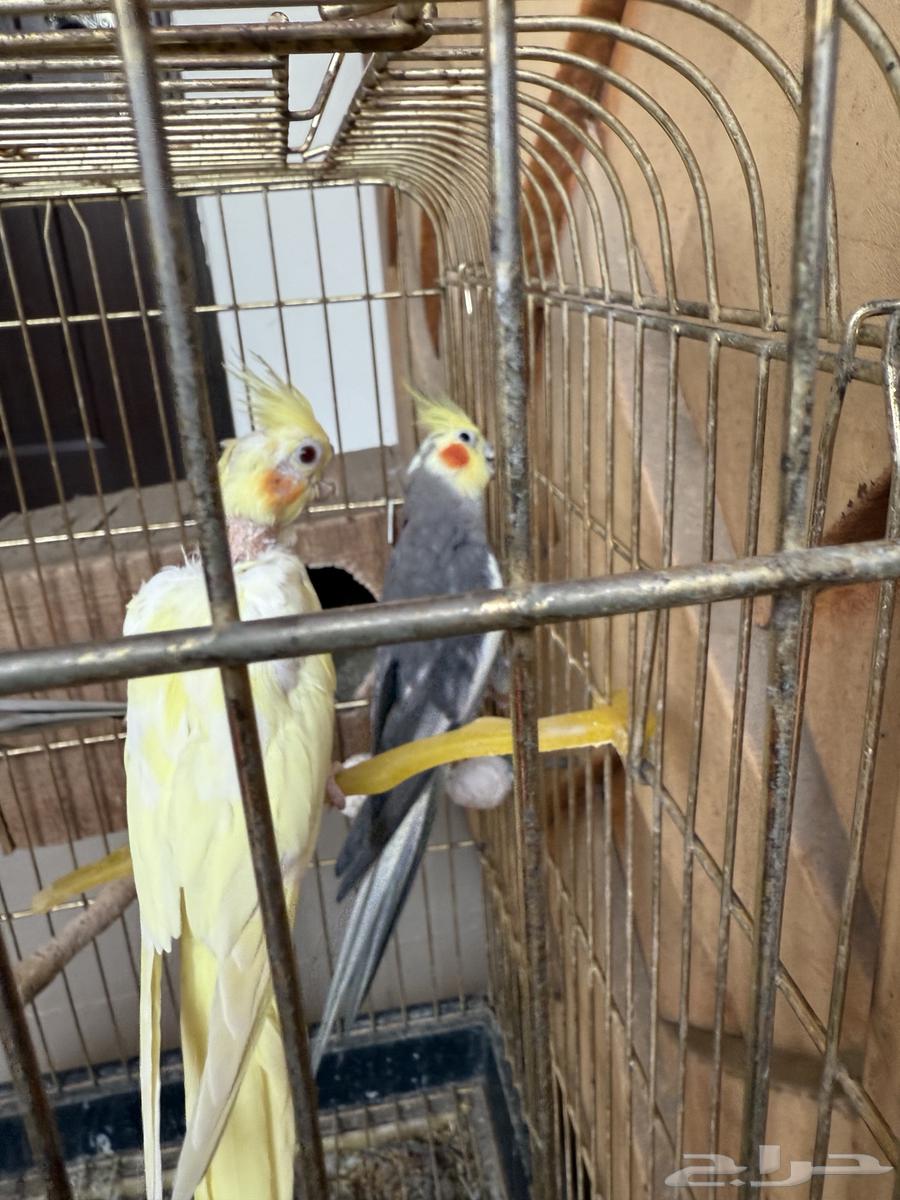 طيور كروان للبيع ثلاث ذكور وانثى63713962263427113