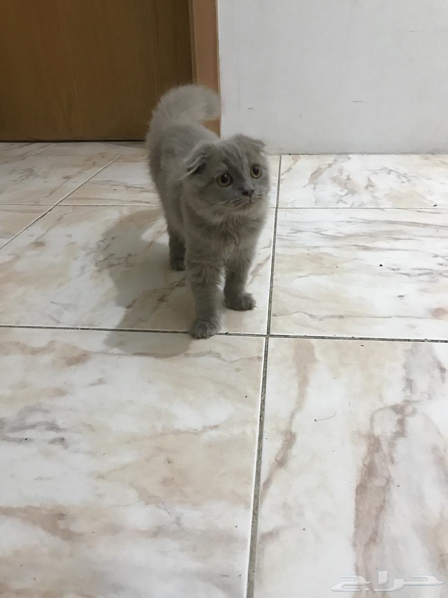 Scottish Fold kittens, complete, without any injuries63711048763521114