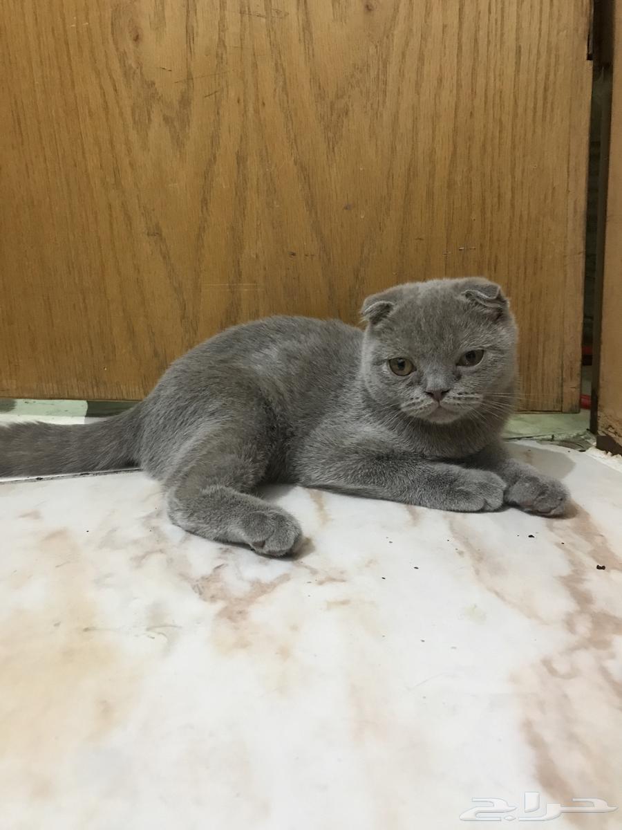 Scottish Fold kittens, complete, without any injuries63711048763521113