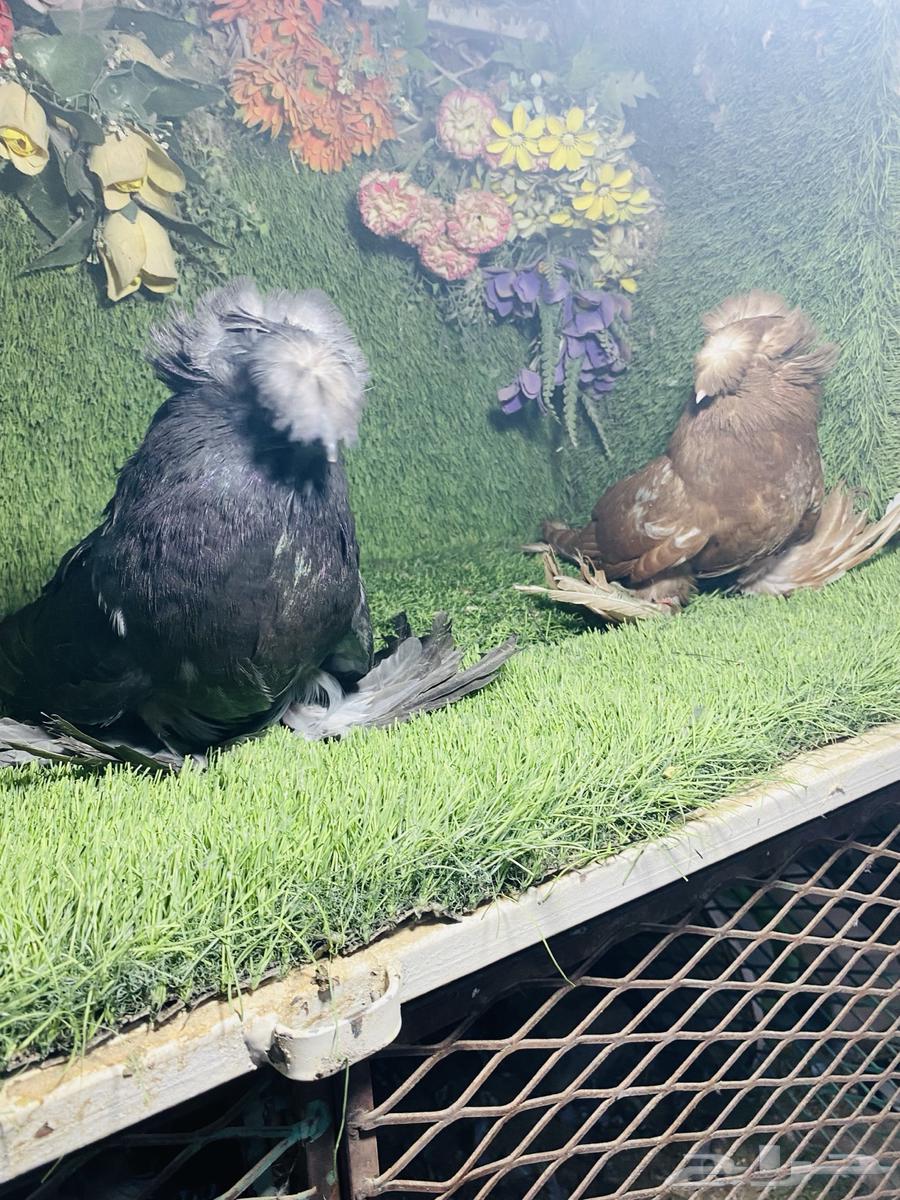 للبيع طبه بخارى احمر وايت سايد وحامل وايت سايد63711319580547111