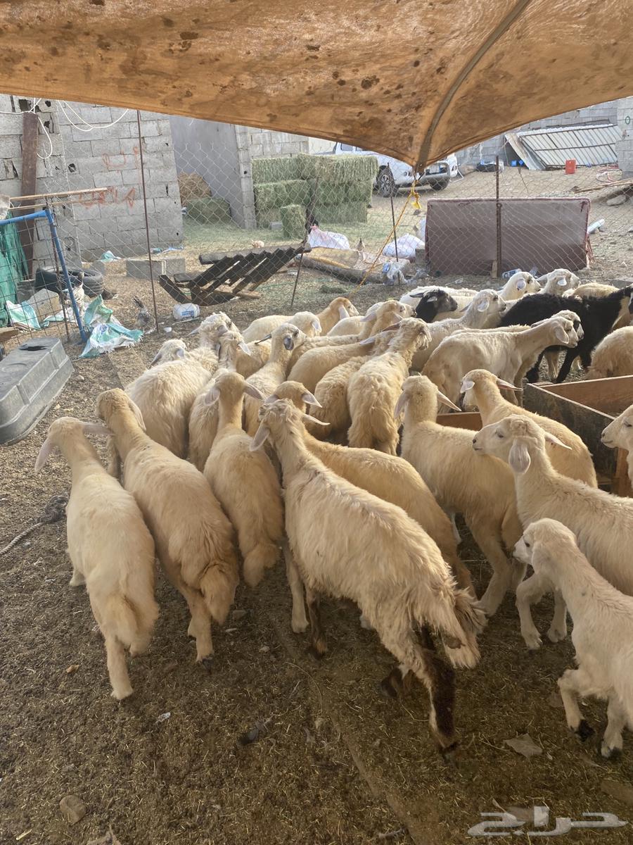 39 بهم تربيه حري63708127754114111