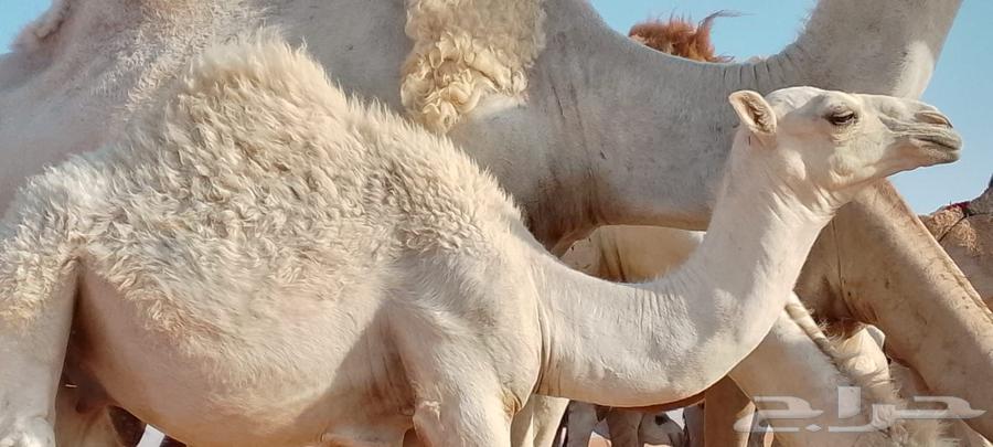 قعود للبيع عمره 6 شهور على الحليب63716189398914111