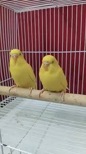 فروخ بادجي ب 120فقط مع جميع مسلزماتها63708220971777110