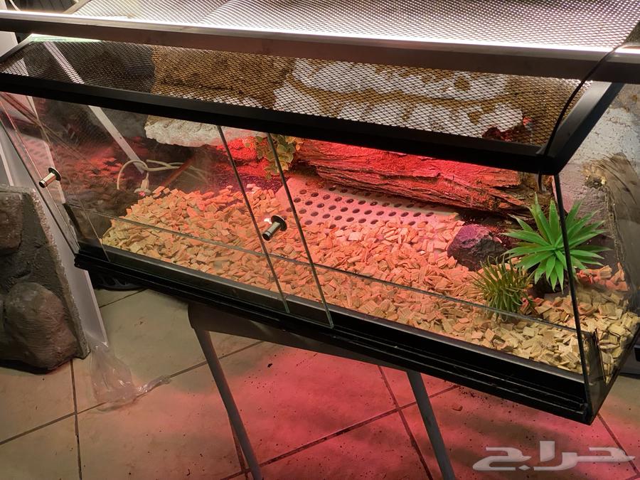 Reptile Tank63708308595969111
