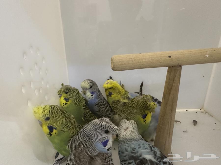 Hougo Birds and Split Hougo63716749804163111