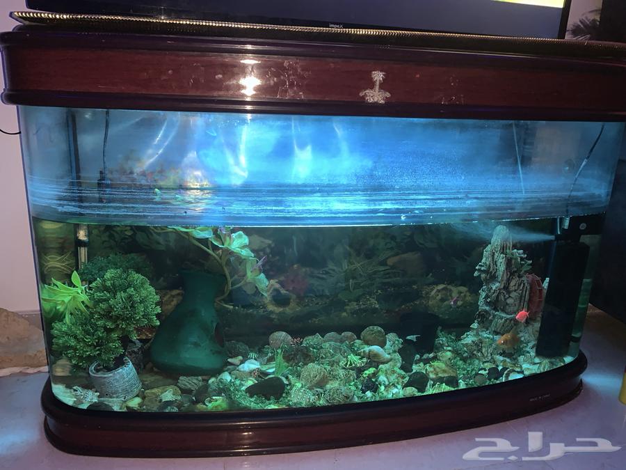 Fish tank with three fish for sale, including heater and oxygen filter63713575499649110