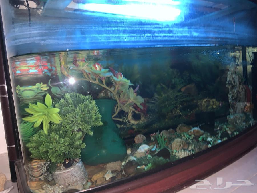 Fish tank with three fish for sale, including heater and oxygen filter63713575499649111