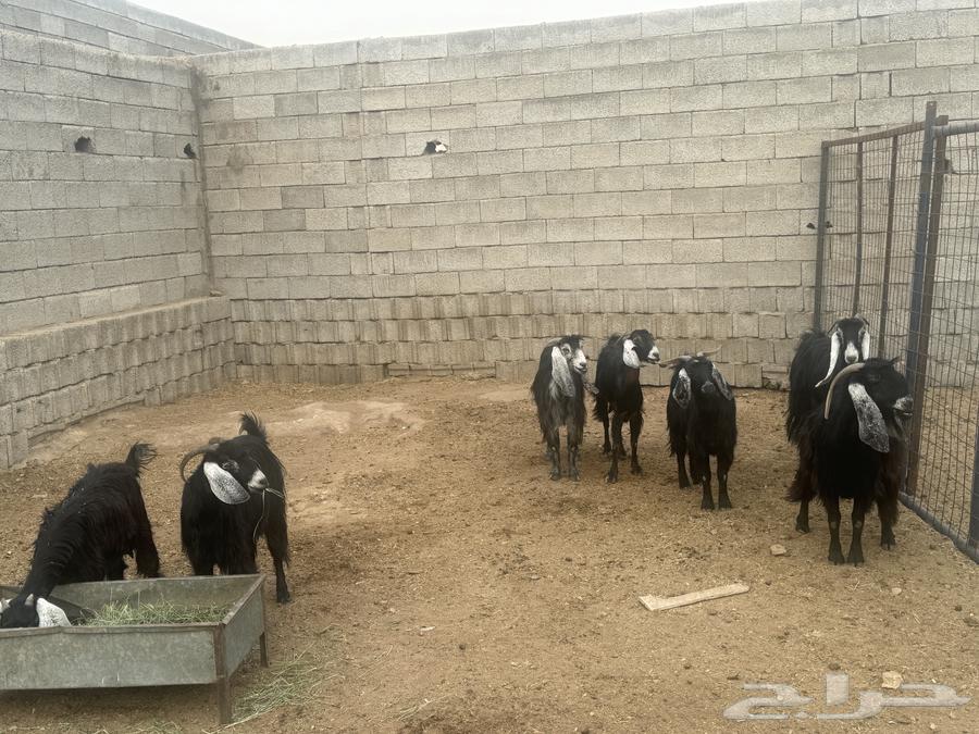 معزاء للبيع العدد 7 السنون مسان ومعزاء طيبه63707492870146111