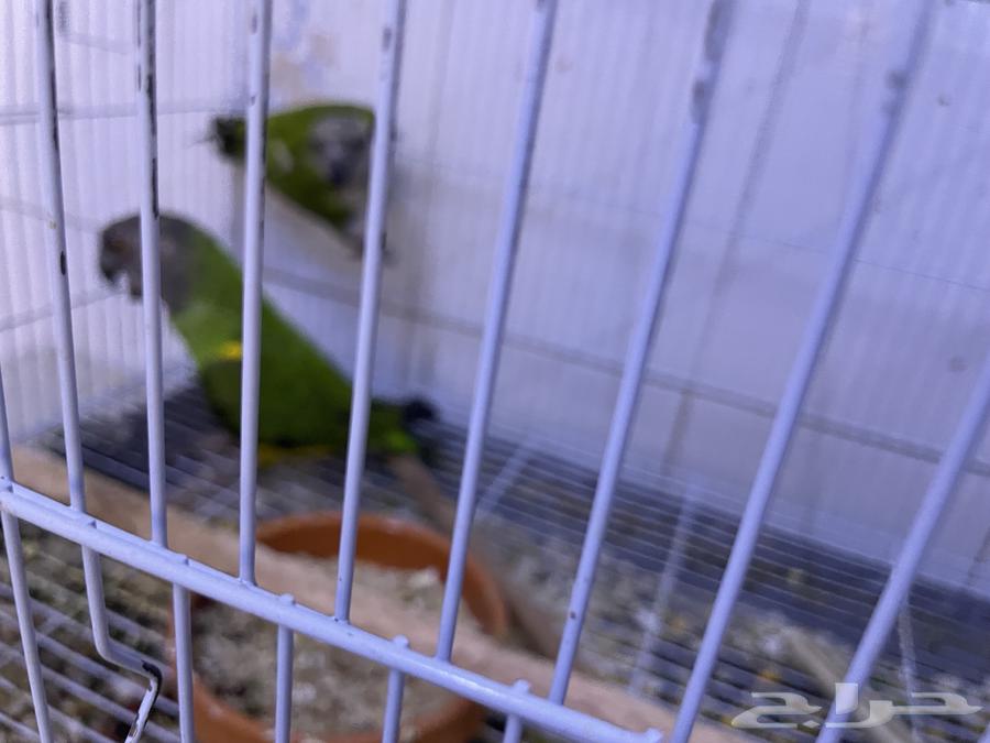 جوز بغبغاء السنغالي63713481510401110