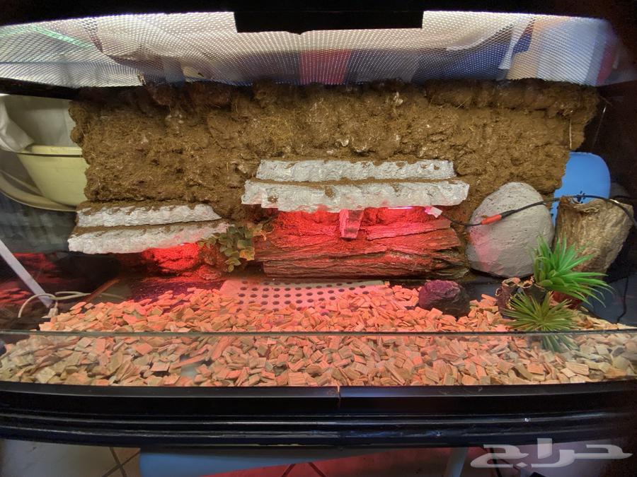 Reptile Tank63708308595969114