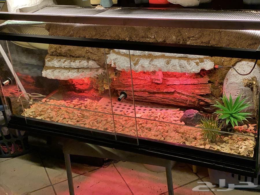 Reptile Tank63708308595969112