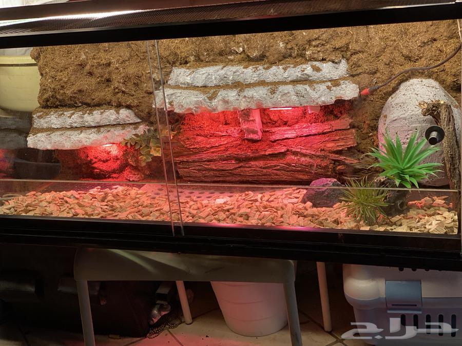 Reptile Tank63708308595969110