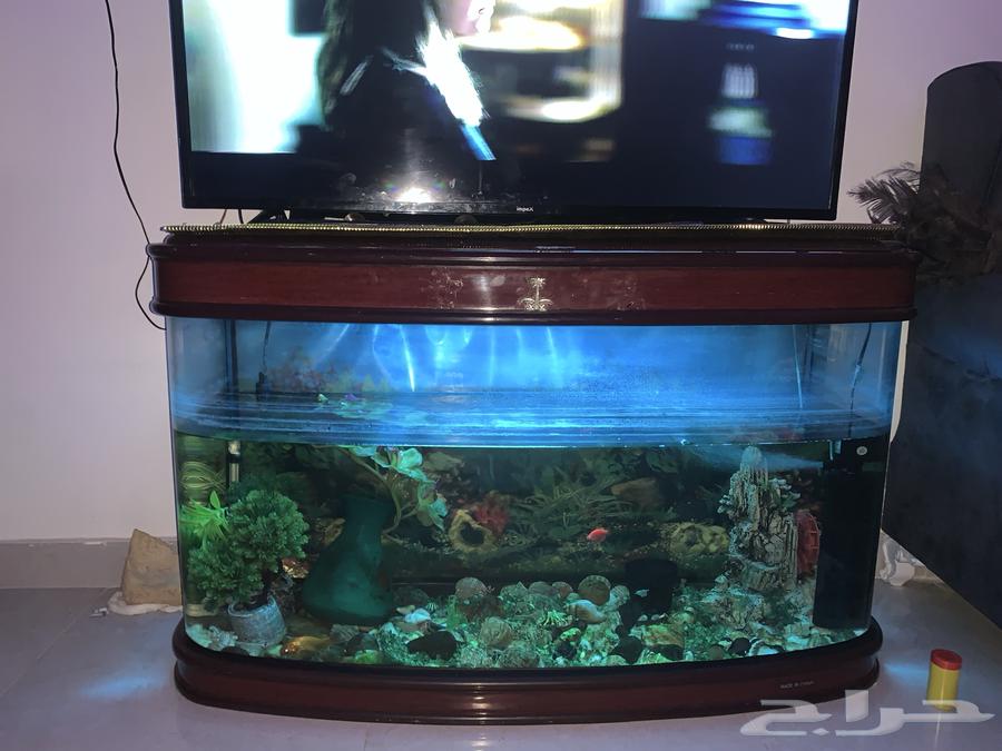 Fish tank with three fish for sale, including heater and oxygen filter63713575499649113