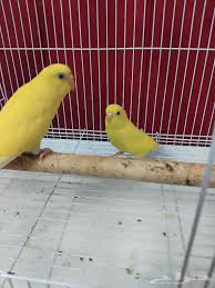 فروخ بادجي ب 120فقط مع جميع مسلزماتها63708220971777111