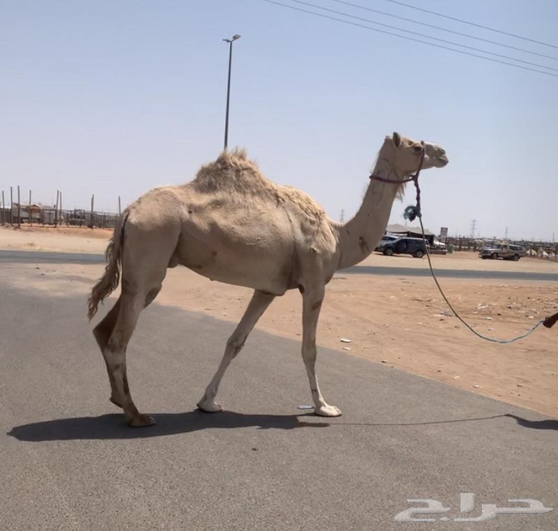 القحه ذلول البيع 4500. تم البيع63709942119043111