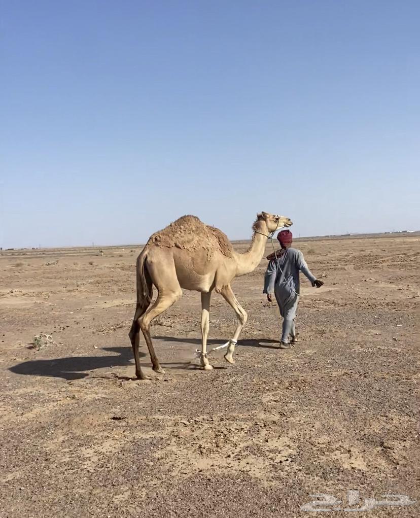 للبيع بكره حقه تقاود63707302542594112