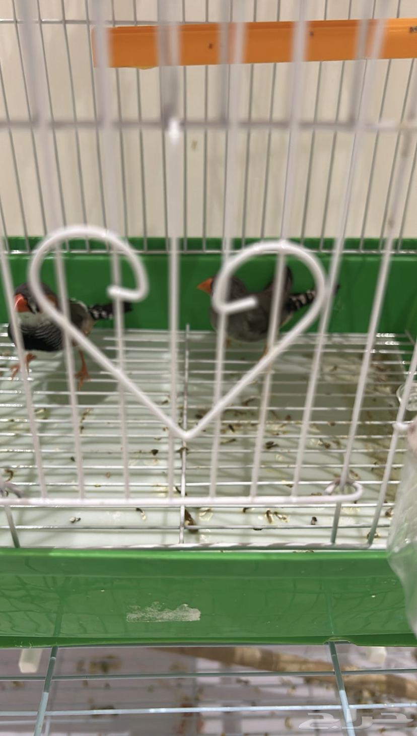 A pair of canaries, a pair of finches, and a pair of zebra finches, all healthy and singing well63708304753794113