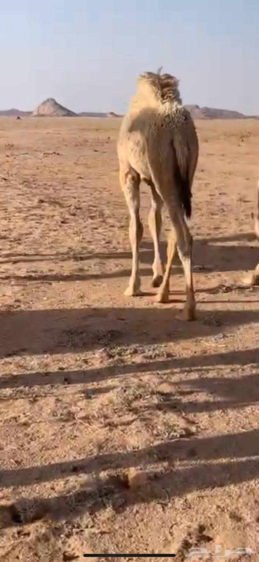 للبيع القعود المفرود العمر 6 شهور63706938876291114