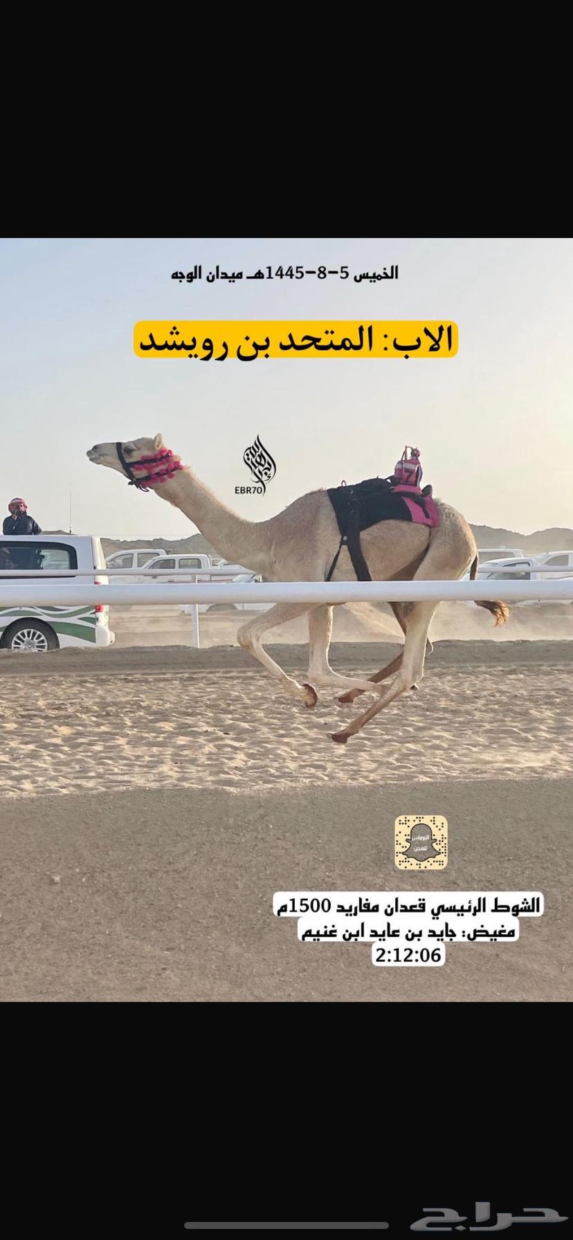 للبيع بكرة حورة شكل فحل وسلالة طيبة63709748095361114