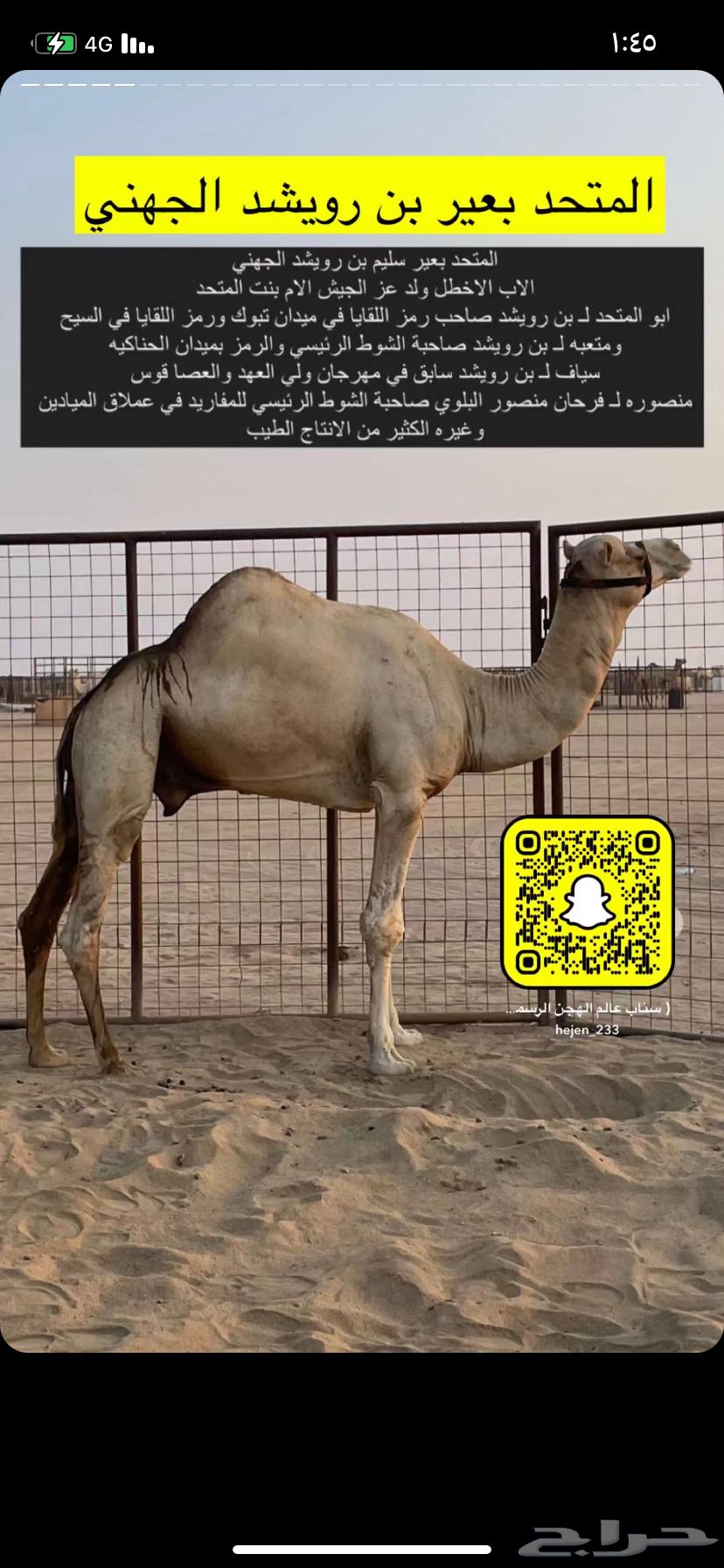 للبيع بكرة حورة شكل فحل وسلالة طيبة63709748095361110