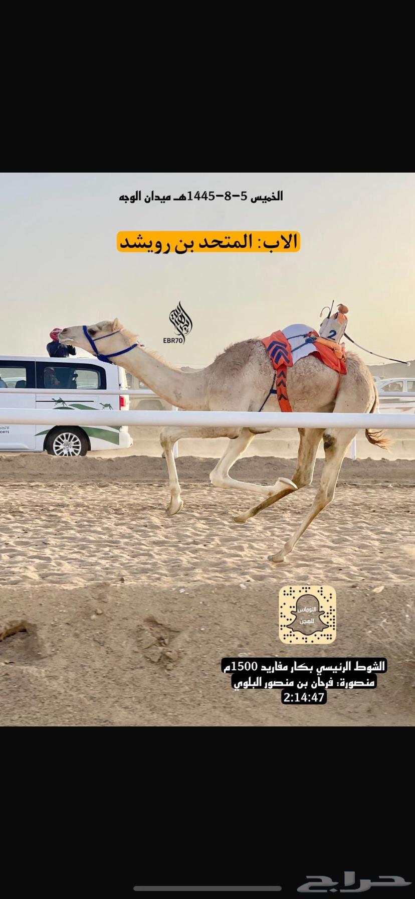 للبيع بكرة حورة شكل فحل وسلالة طيبة63709748095361113
