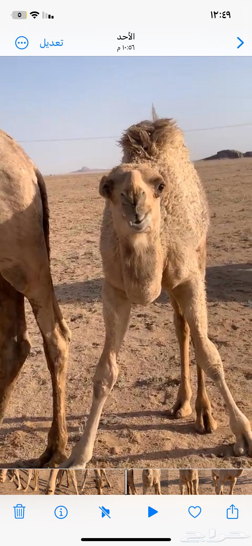 للبيع القعود المفرود العمر 6 شهور63706938876291112