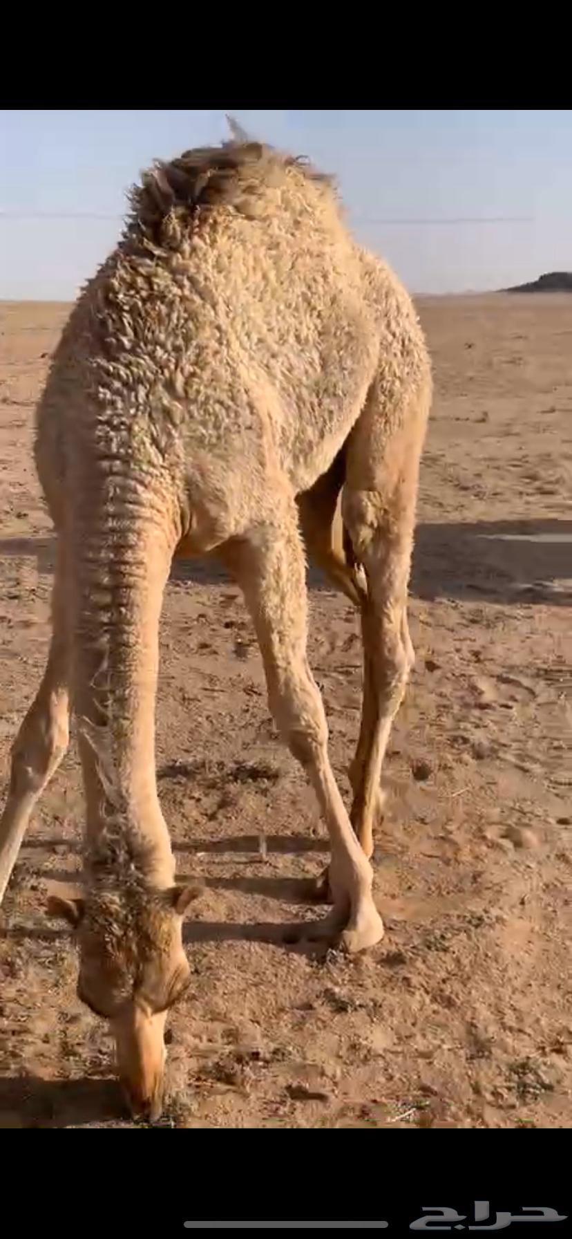 للبيع القعود المفرود العمر 6 شهور63706938876291111