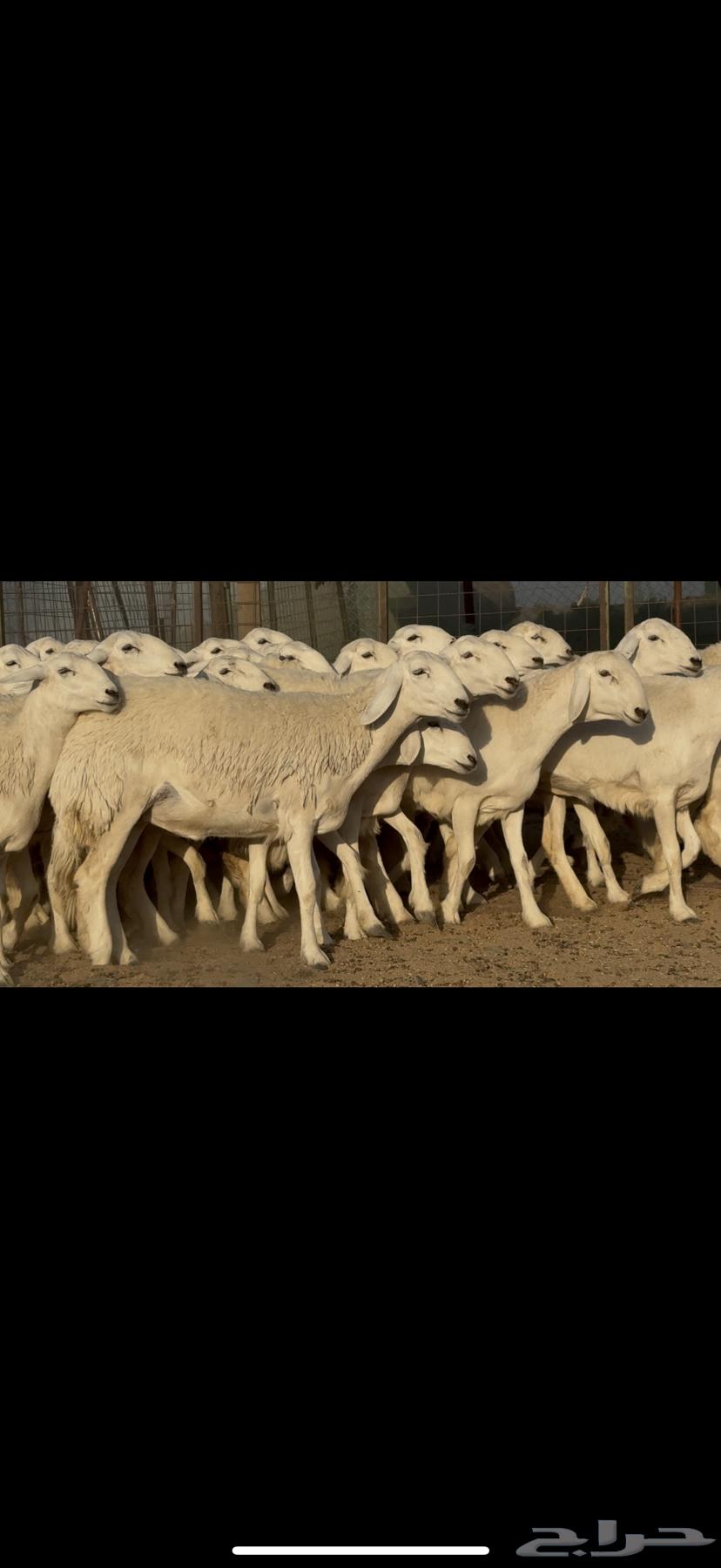 رخال حريات صنف نوادر للبيع63715097398914110