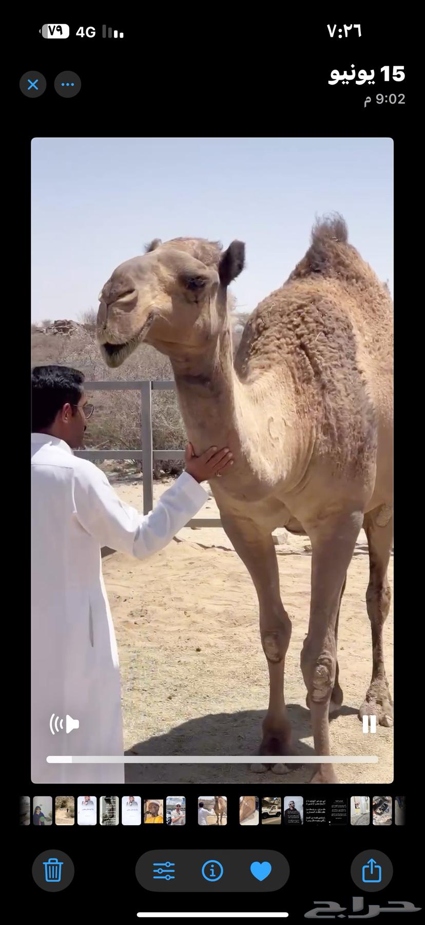 للبيع ناقه كفو صفرا طيبه بلحيل عازل ولدها قبل 3 شهور63708749848578110