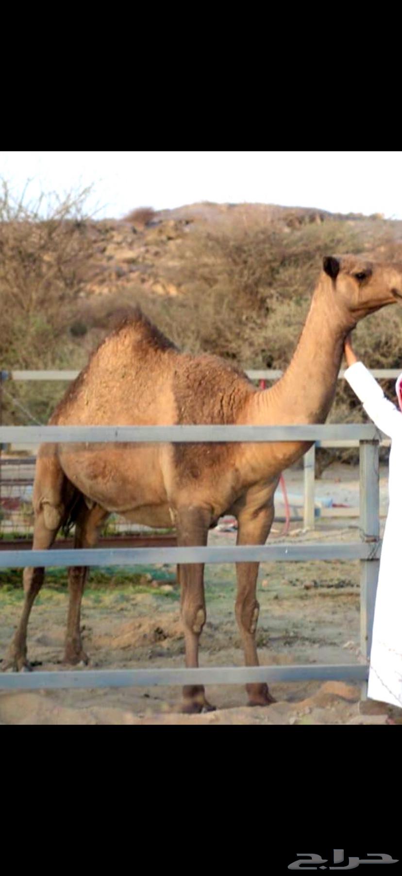 للبيع ناقه كفو صفرا طيبه بلحيل عازل ولدها قبل 3 شهور63708749848578113