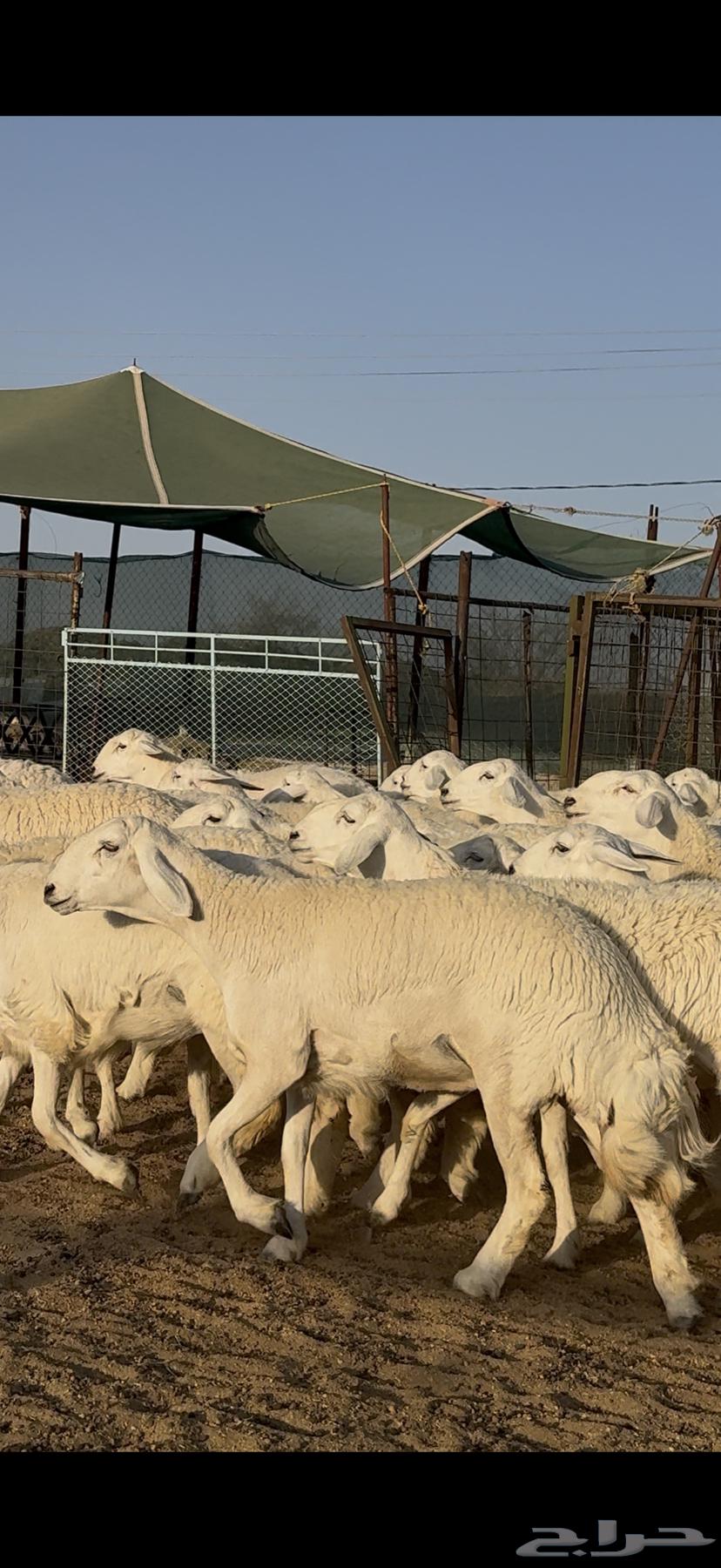 رخال حريات صنف نوادر للبيع63715097398914111
