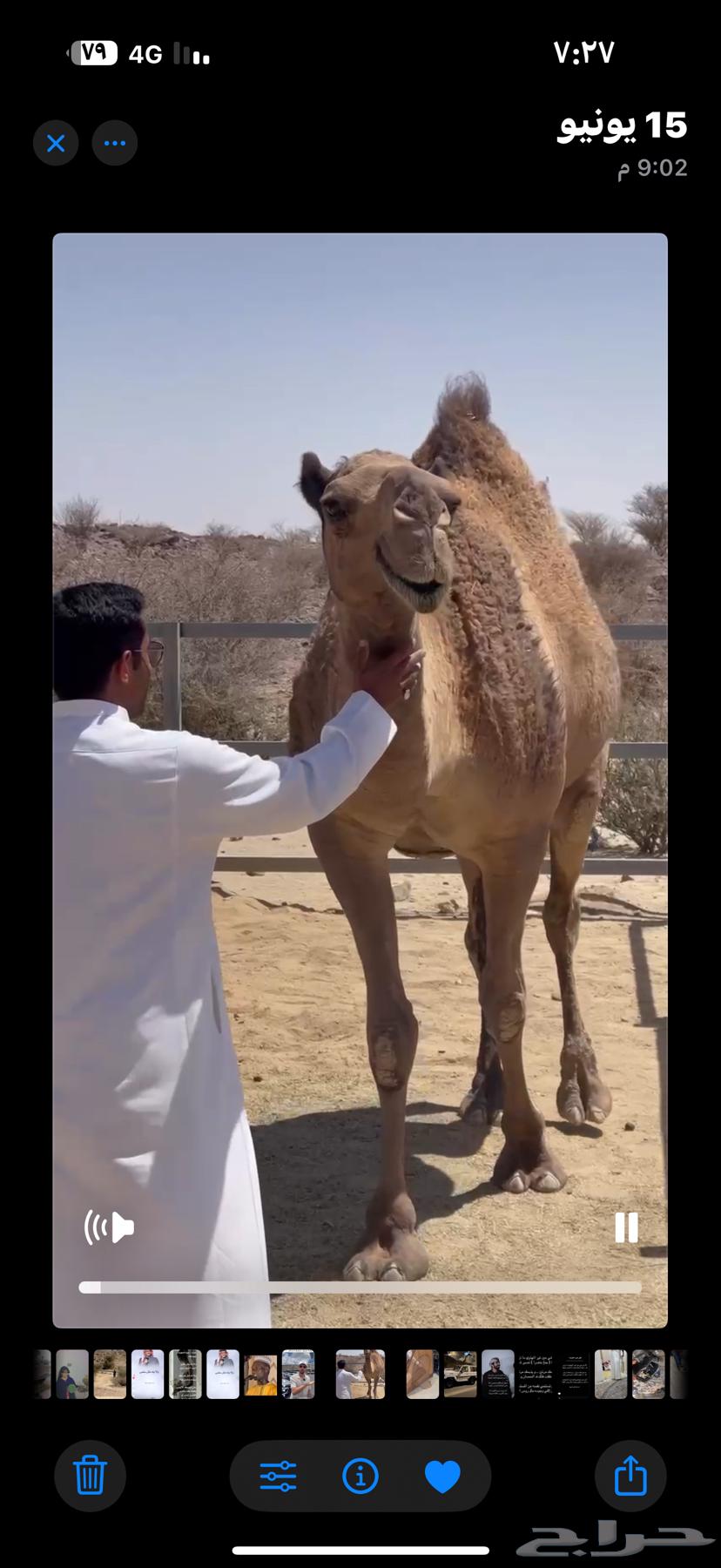 للبيع ناقه كفو صفرا طيبه بلحيل عازل ولدها قبل 3 شهور63708749848578111