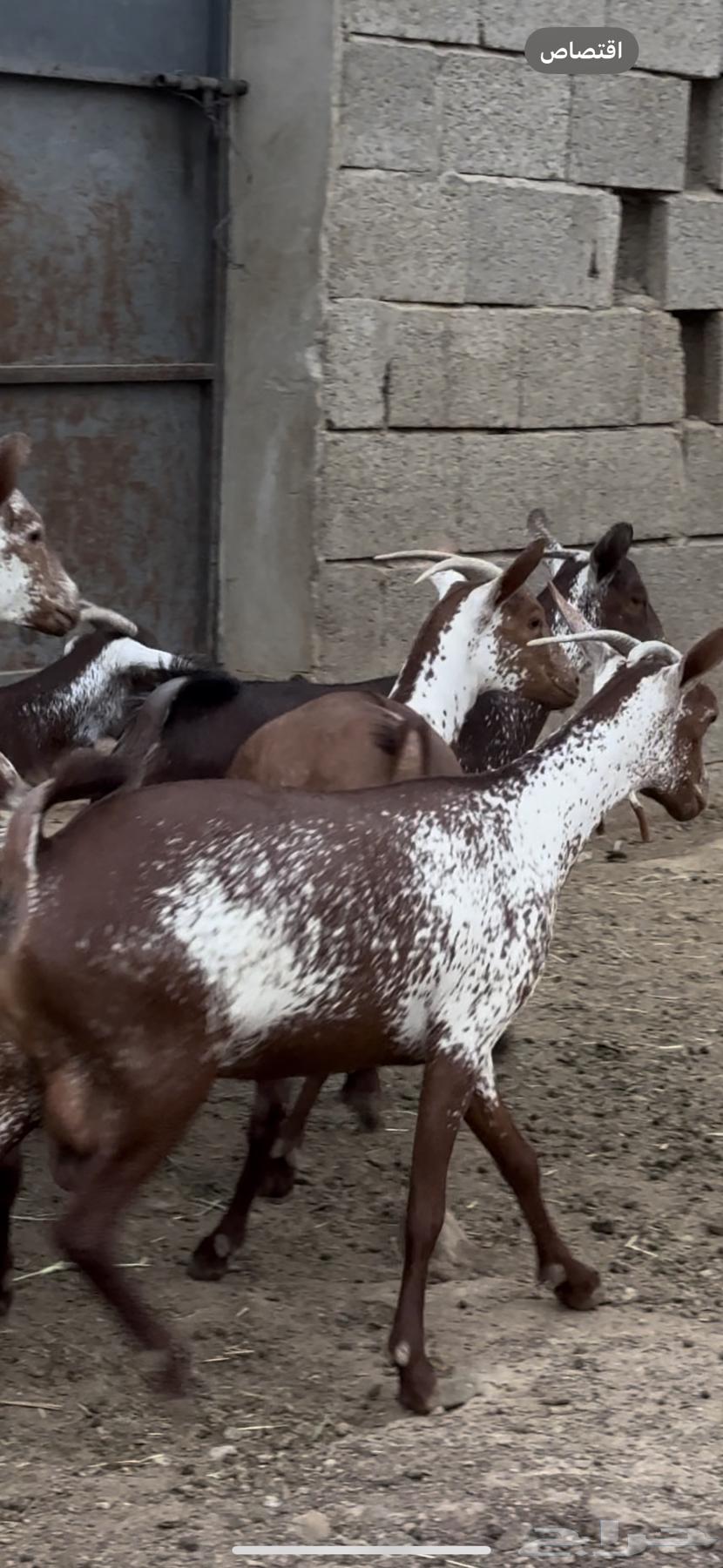 Sheep, goats, fat and good quality, Mahaylia breeds63711495855618113