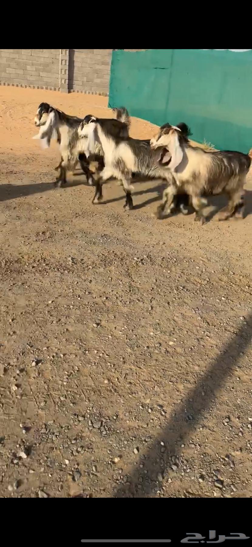 جفرات عوارض صفر خصم الخصم تممم البيع63707584031105113